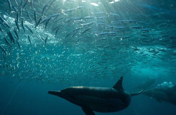 Hunters of the Reef