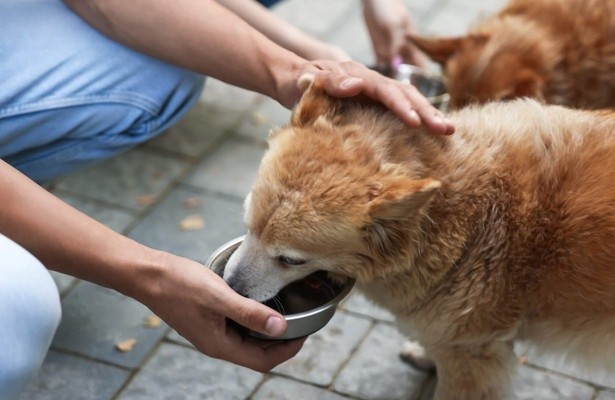 Im Einsatz für die Tiere: Die Tierretter aus Hamburg