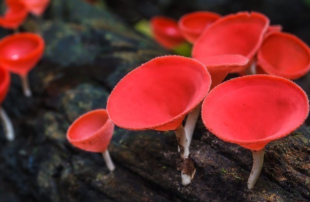 Im Königreich der Pilze