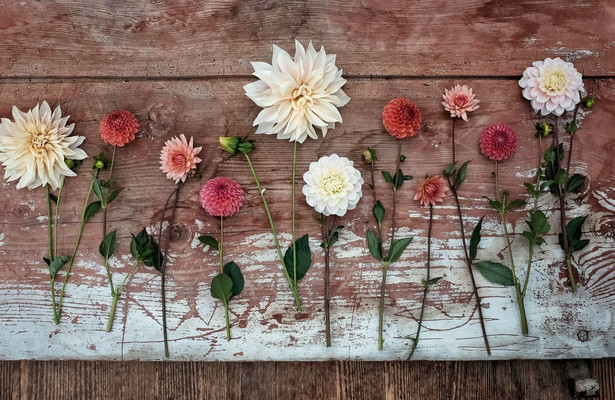 Im Rausch der Blumen