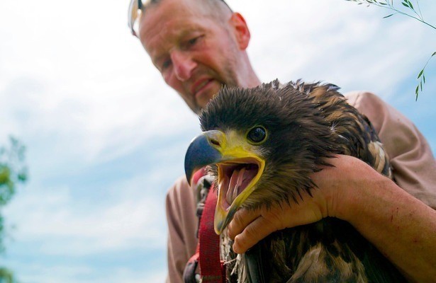 Im Reich der Seeadler