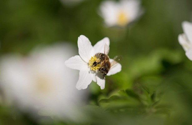 Im Wald der wilden Bienen