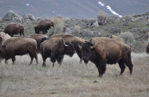 Im Zauber der Wildnis