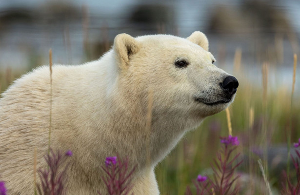 Incredible animal journeys