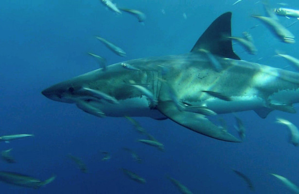 Invasion Of the Mega Sharks