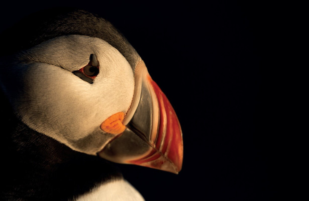 Islands Papageitaucher - Geliebt und gefährdet