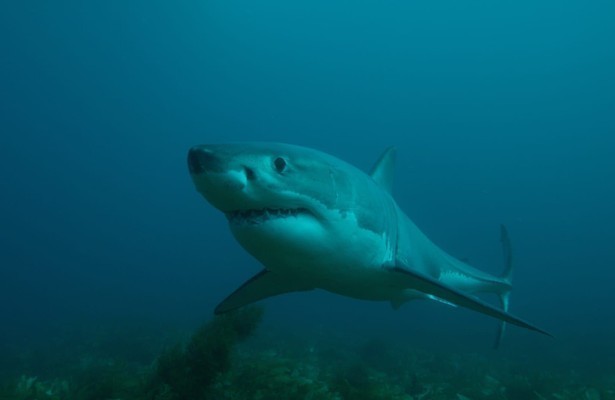 Isle of jaws: Blood brothers