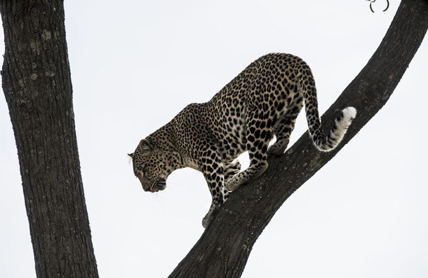Jade eyed leopard