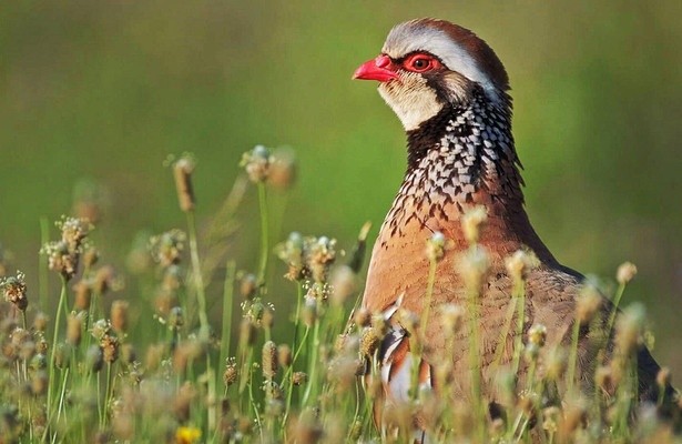 Jäger und Gejagte - Die Tierwelt der Iberischen Halbinsel