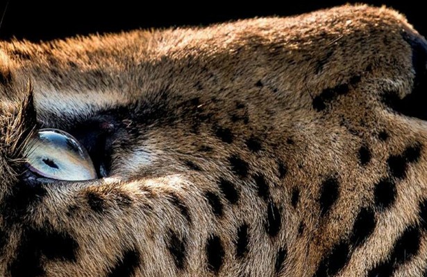 Jaguar Dagboeken