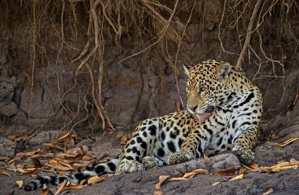 Jaguars vs. Crocs