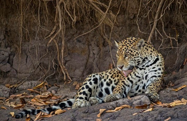 Jaguars vs. Crocs