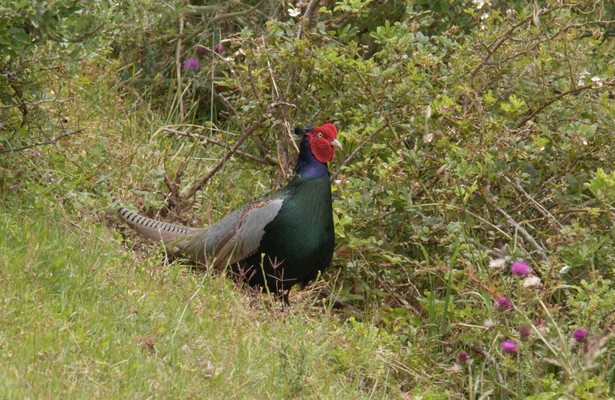 Japan's Wild Side