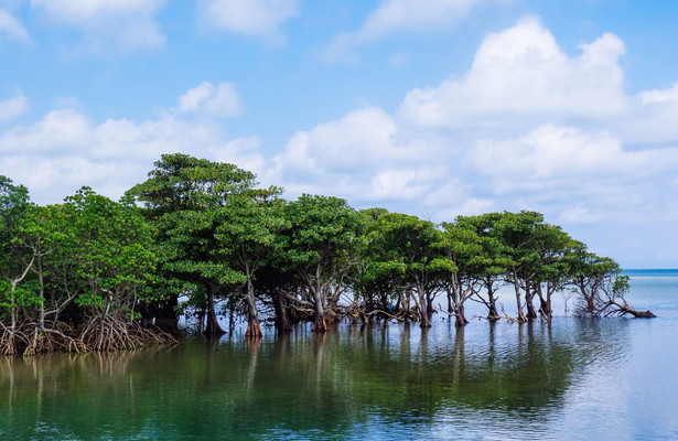 Japans Garten Eden - Die Insel Iriomote
