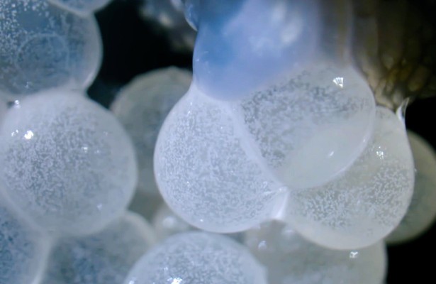 Jetset, die weite Reise einer Weinbergschnecke