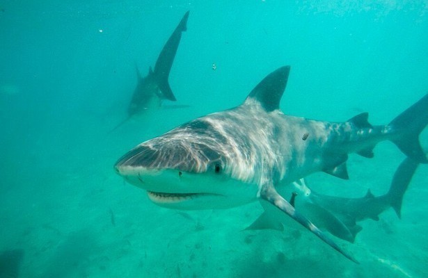 Jungle shark