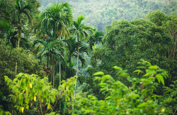 Kalahari - Gesetz der Wildnis