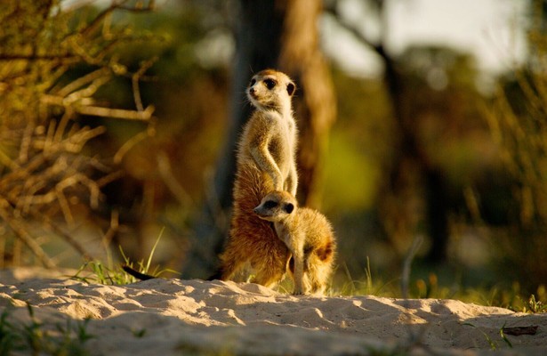 Kalahari: Land van geheime bondgenootschappen