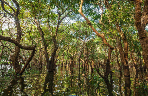 Kambodschas größter Regenwald - Die Rückkehr der Königsschildkröte