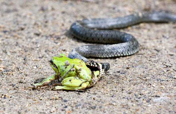 Kamp - Ein Fluss für alle Sinne