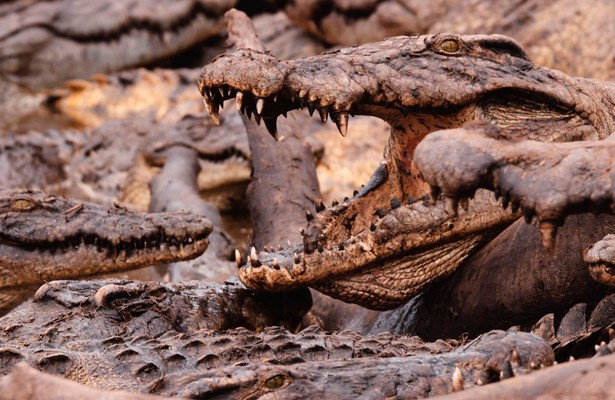 Katavi - Africa's Fallen Paradise