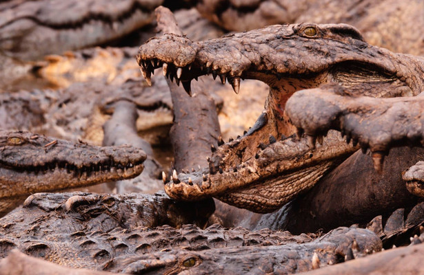 Katavi - Africa's Fallen Paradise