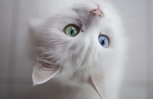 Kedi Dostu
