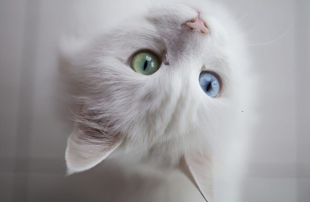Kedi Dostu