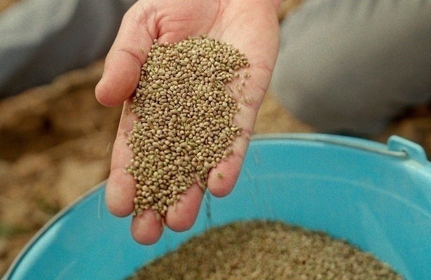 360° Reportage: Kiff im Rif - Marokkos Cannabis-Wende