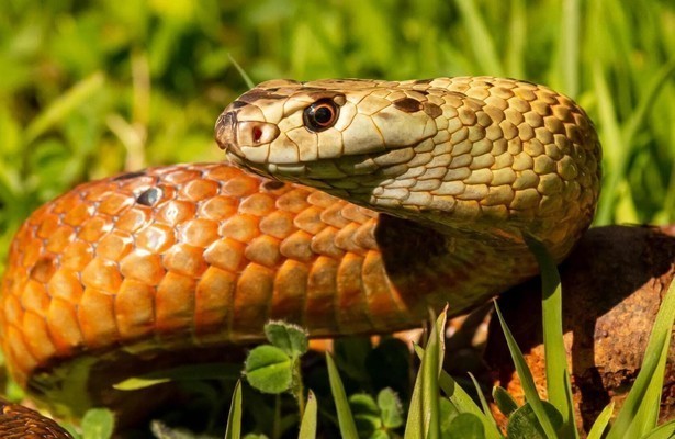Killer Snakes