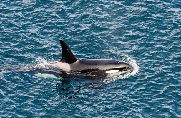 Killer Whale Chronicles