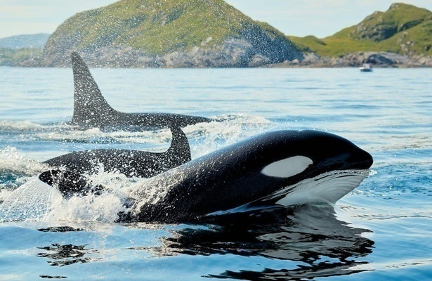 Killer Whale Chronicles