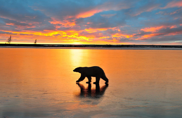 Kingdom of the polar bears