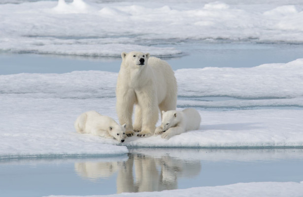 Kingdom of the polar bears
