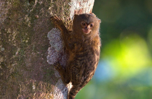 Kolumbien - Wildnis zwischen Amazonas und Orinoco