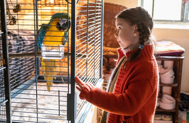 Kommt ein Vogel geflogen