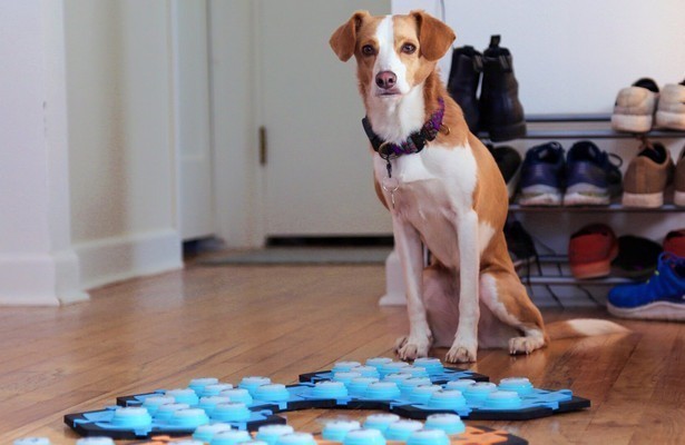 Können Hunde sprechen? - Kommunikation per Knopfdruck