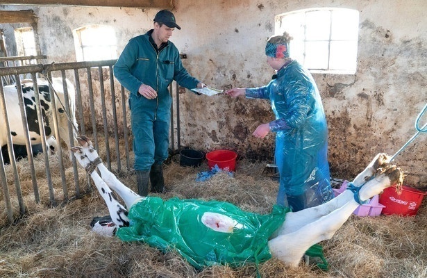 Kuh in Not! - Unterwegs mit den Großtierdocs