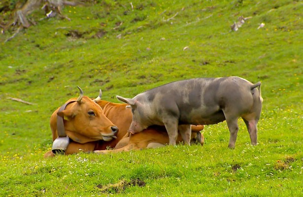 Kuh, Schaf, Wolf und Klima - Almen unter Druck