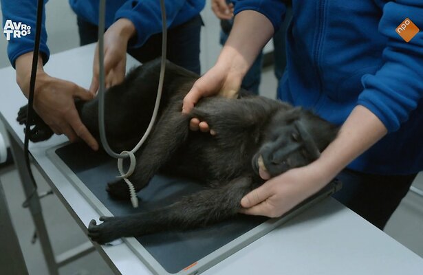 Bij ons in de Dierentuin