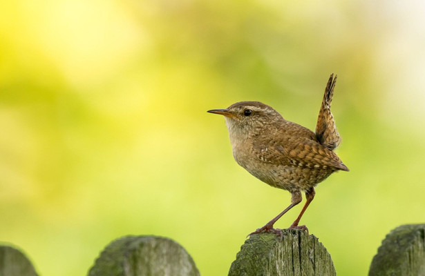 L'écologie en action