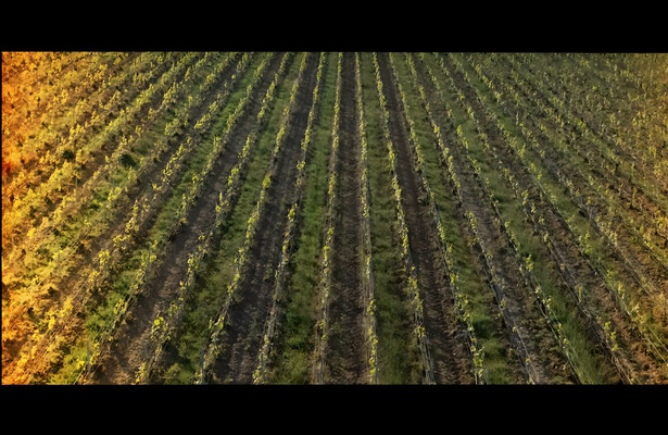 La Vigne en héritage