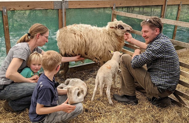 Lammzeit bei den Großstadtschäfern