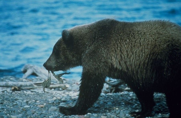 Land of 10,000 Grizzlies