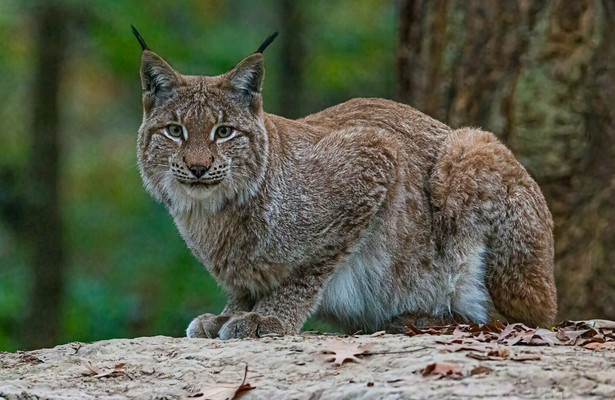 Land of the Iberian Lynx