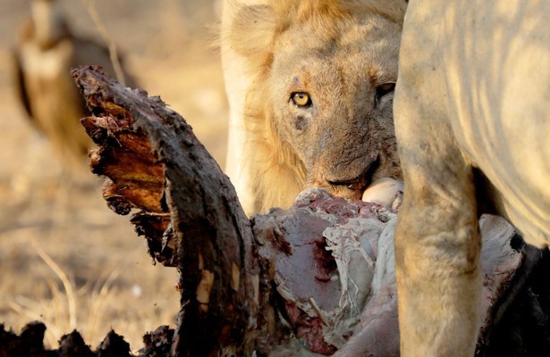 Land van de grote katten
