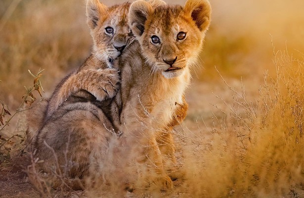 Babydieren