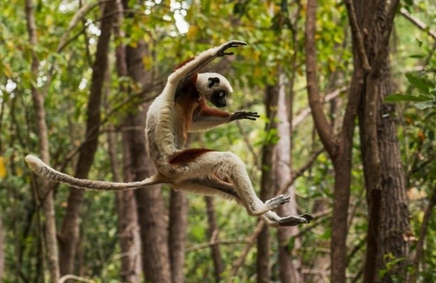 Land van de primaten