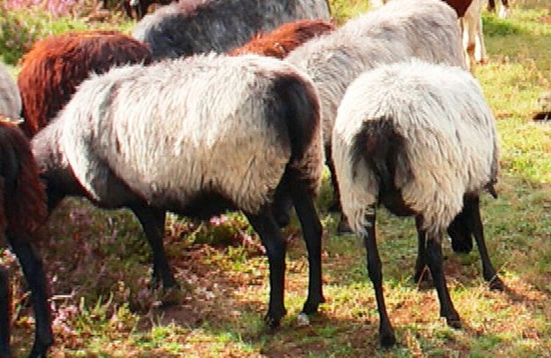 Land zwischen den Strömen