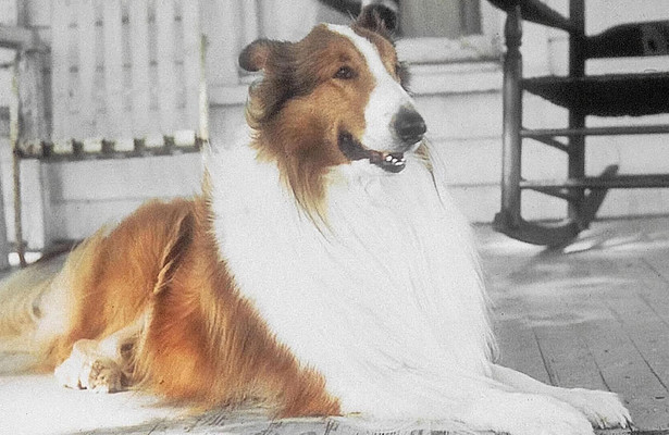 Lassie
